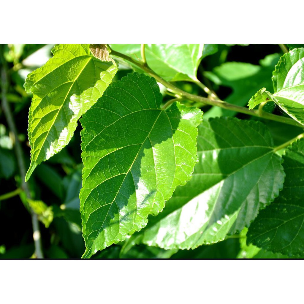 Lá dâu tằm cho tép cảnh 10 lá