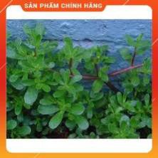 HẠT GIỐNG RAU SÂM ĐẤT 9RAU SAM) GÓI 0,5G