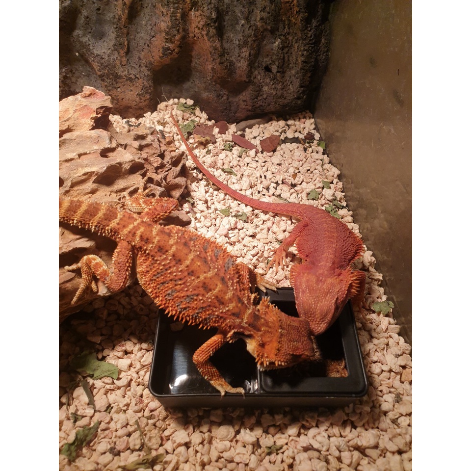 Máng ăn nhựa đôi cho bò sát và thú cưng | Vietpetgarden