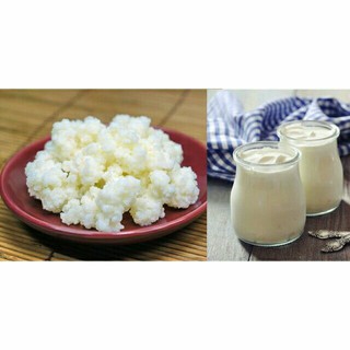 Nấm kefir+ hũ đựng nấm nhỏ+ khăn xô+ rây nấm