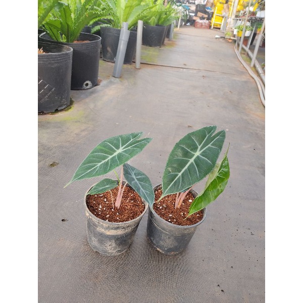 Chậu cứng Alocasia morocco- pink dragon