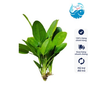 Cây thuỷ sinh Lan Nước - Bách Thuỷ Tiên