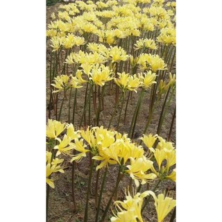 Combo 5 củ Bỉ Ngạn Lai Lycoris