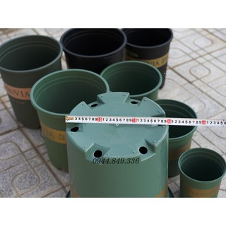 Chậu Monravia VIỆT NAM 7GL