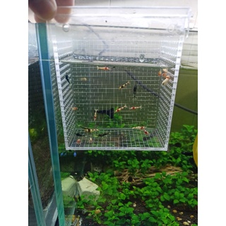 Box Mica Chuyên Dụng Cho Tép