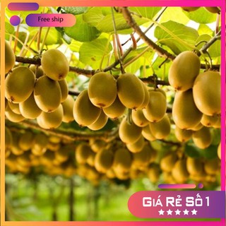 HẠT GIỐNG QUẢ KIWI 30 HẠT LUCKY.VN