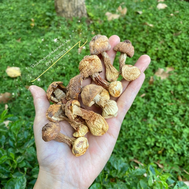 Nấm tùng nhung ( hầm canh, hầm gà, hầm chim câu)