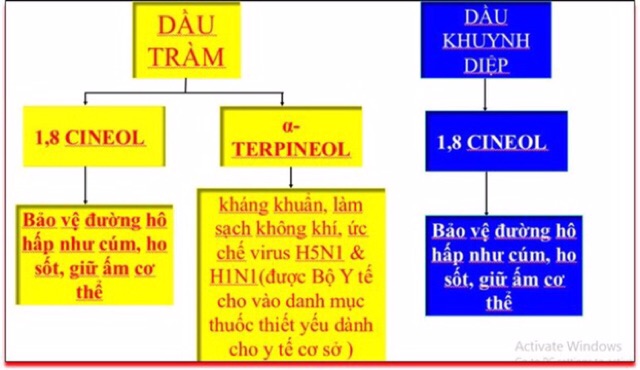 TINH DẦU TRÀM KHÁNG KHUẨN THẮNG LỢI