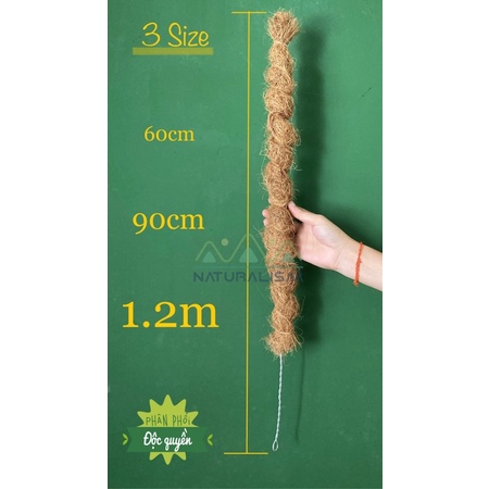 Trụ Xơ Dừa uốn Sáng Tạo Naturalism cây leo koke trầu bà Monstera leo mini