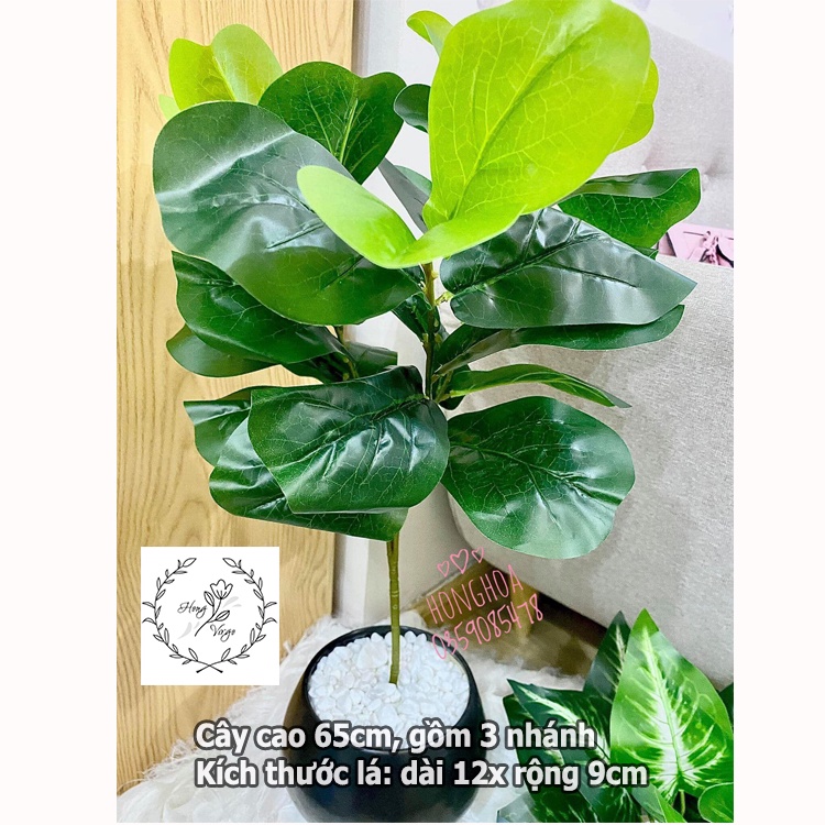 🥰 Cây bàng Singapore giả cao 65cm, 3 nhánh decor siêu siêu xinh giống thật 99%