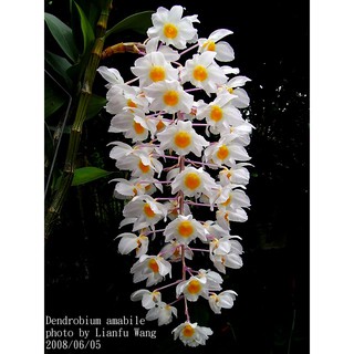 Hoa Lan Thủy Tiên (Kiều Vuông)
