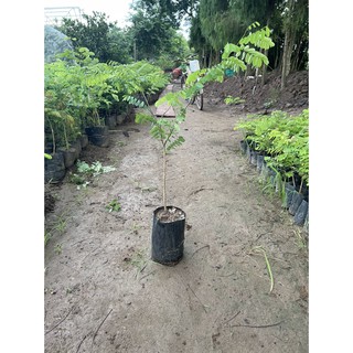 Cây Giống Gỗ Cẩm Lai