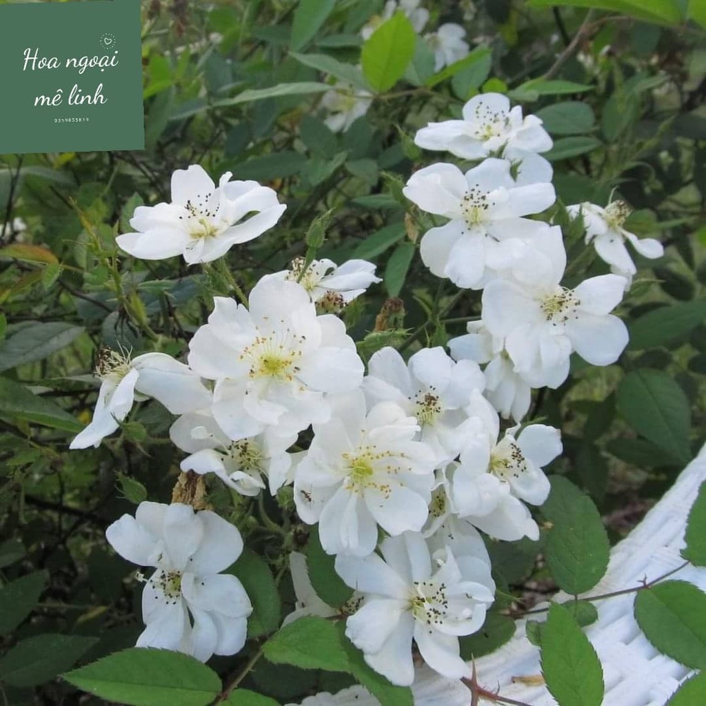 Hoa hồng ngoại Darlow's Enigma Rose trắng chùm tinh khôi-Hoangoaimelinh