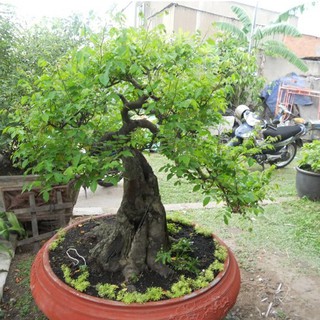 Hạt giống khế chua - 1 gói 5 hạt