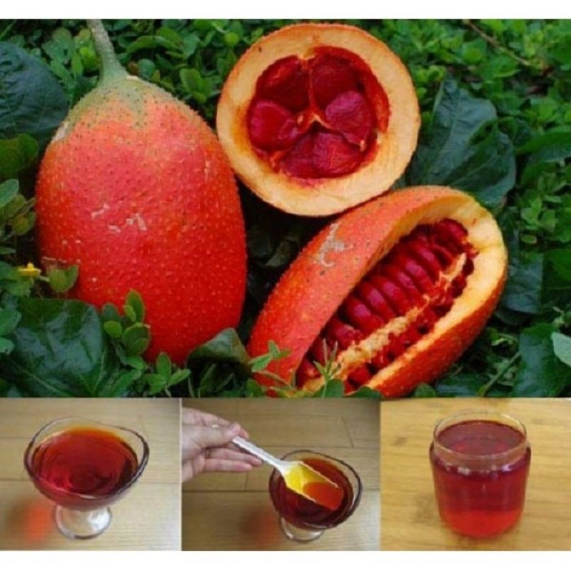 Lăn môi dầu gấc nguyên chất