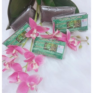 Cao gắm gia truyền trị GOUT- BÀI THUỐC CỦA ĐỒNG BÀO TÀY, LỤC YÊN, YÊN BÁI