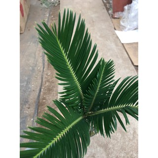 Cây Vạn Tuế mini- Tiệm Cây Mầm Non
