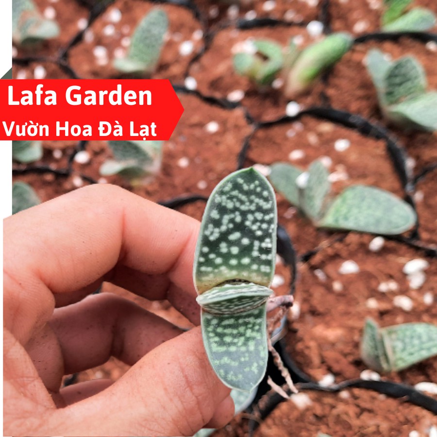 Sen đá mỏ vịt, cây sen đá mỏ vịt giống đẹp LAFA GARDEN