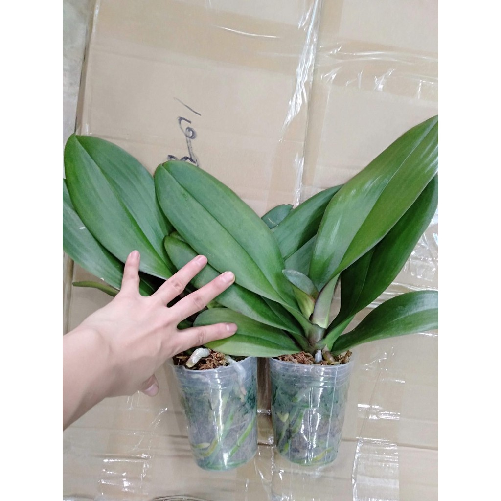 LAN HỒ ĐIỆP ĐẠI combo 3 cây