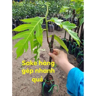 Giống cây sake ghép