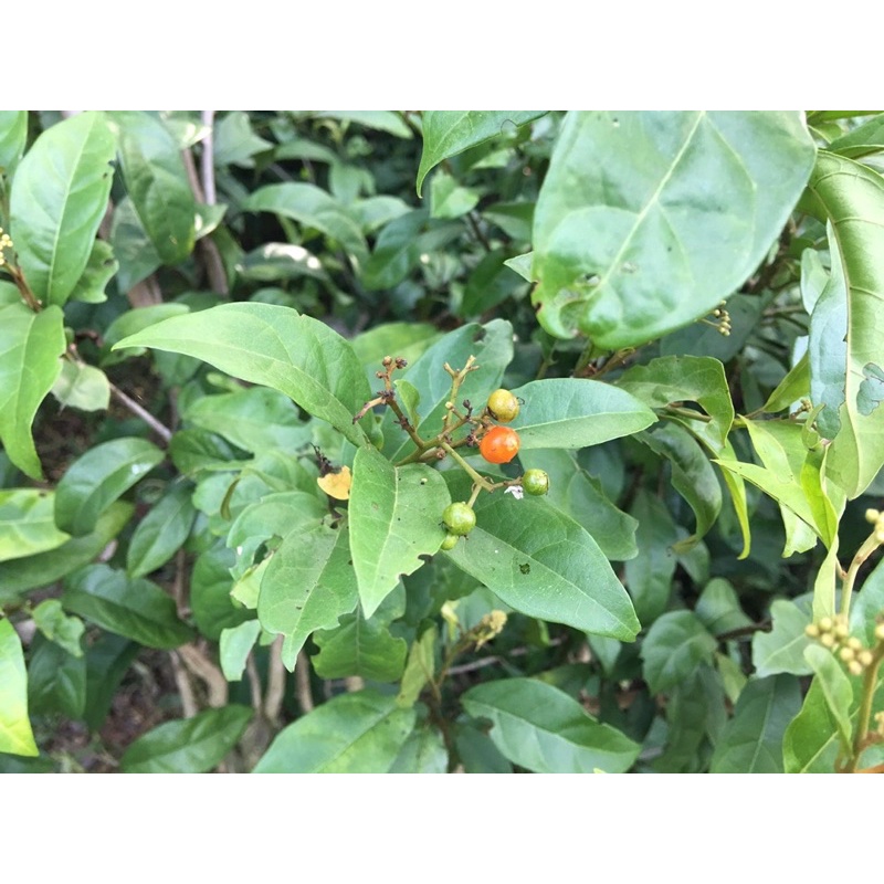Combo 5kg Xạ đen Hoà Bình (SAO VÀNG HẠ THỔ)