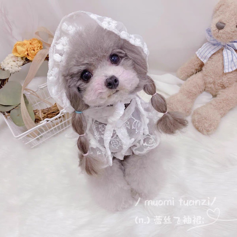 Áo ren xịn qc cho thú cưng