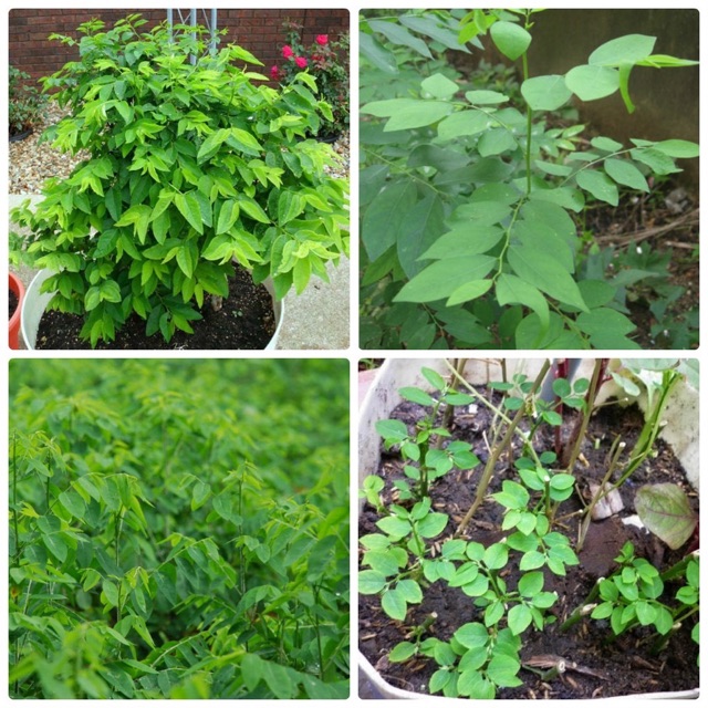 Hạt Giống Rau Ngót - Gói 1gr