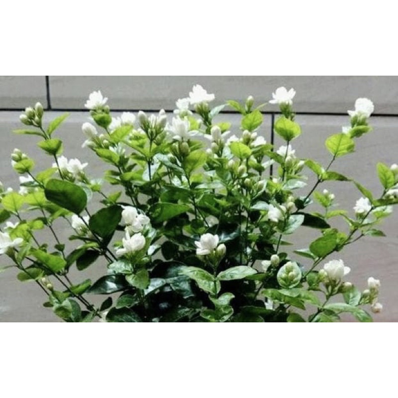 Cây giống hoa nhài kép  hoa thơm phức