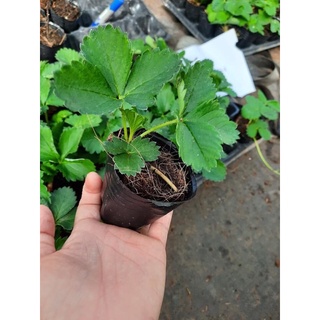 combo 5 ngó dâu tây chịu nhiệt