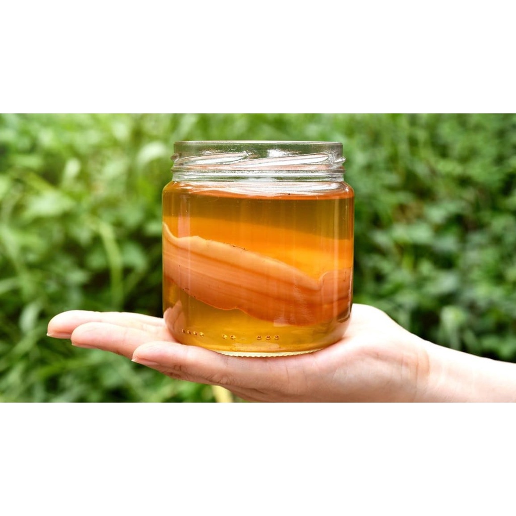 Combo 2 phần nấm Scoby làm trà Kombucha, trà bất tử, tốt cho sức khoẻ.