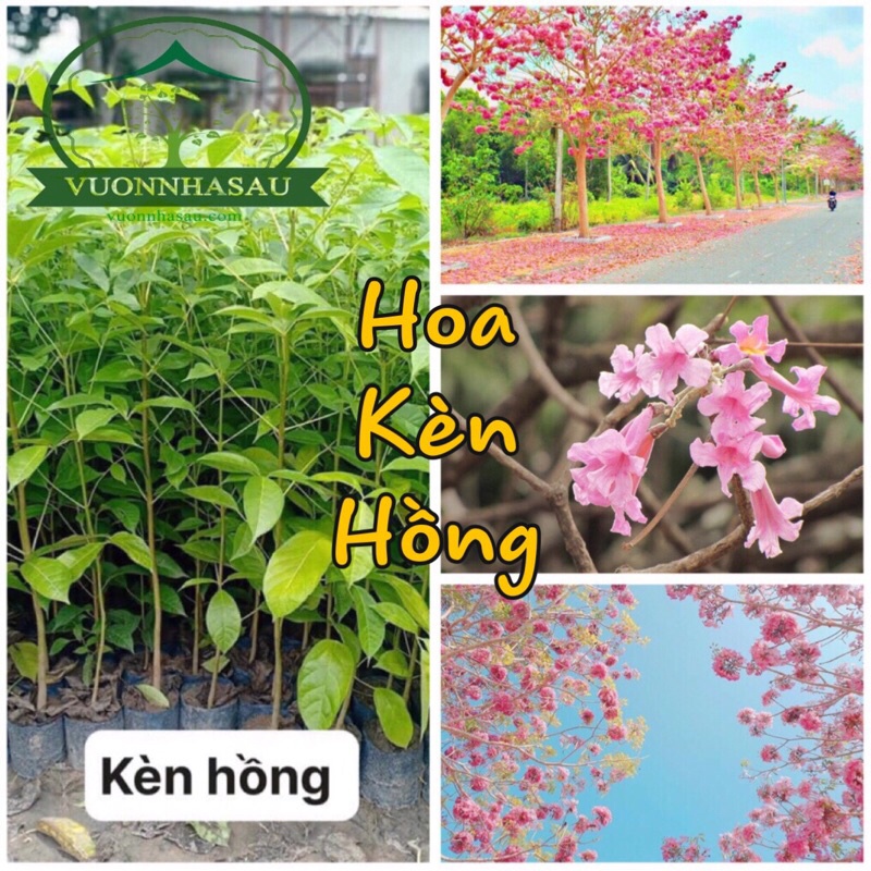 Cây Kèn Hồng mua 1 tặng 1