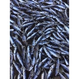 Cá nục khô quỳnh lưu