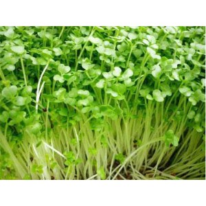 HẠT GIỐNG RAU MẦM CẢI NGỌT 20G