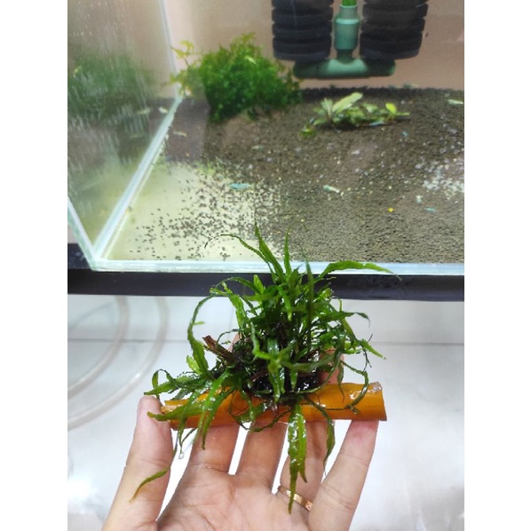 Dương xỉ lá kim, lá kim mini hàng dưỡng đẹp