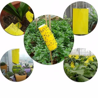 [CHÍNH HÃNG] Miếng bẫy dính ruồi vàng 15x25cm