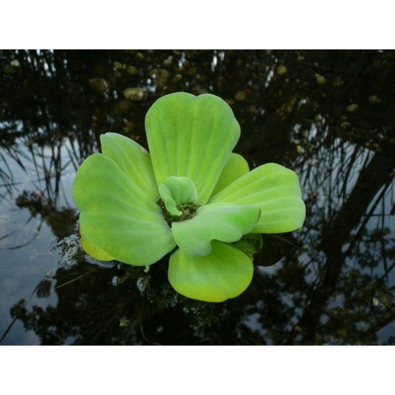 10 Cây Bèo Cái  - Bèo Thủy Sinh