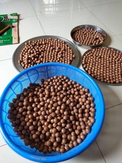 500gr macca nứt vỏ Đaklak ( kèm dụng cụ tách )
