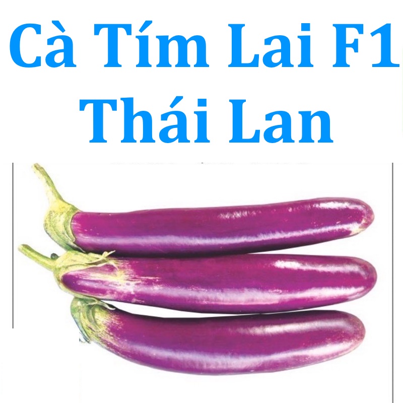 Hạt Giống Cà Tím Lai F1 - Thái Lan (gói 1g)