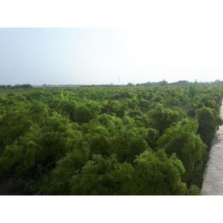 Lá Đinh Lăng Khô 1kg