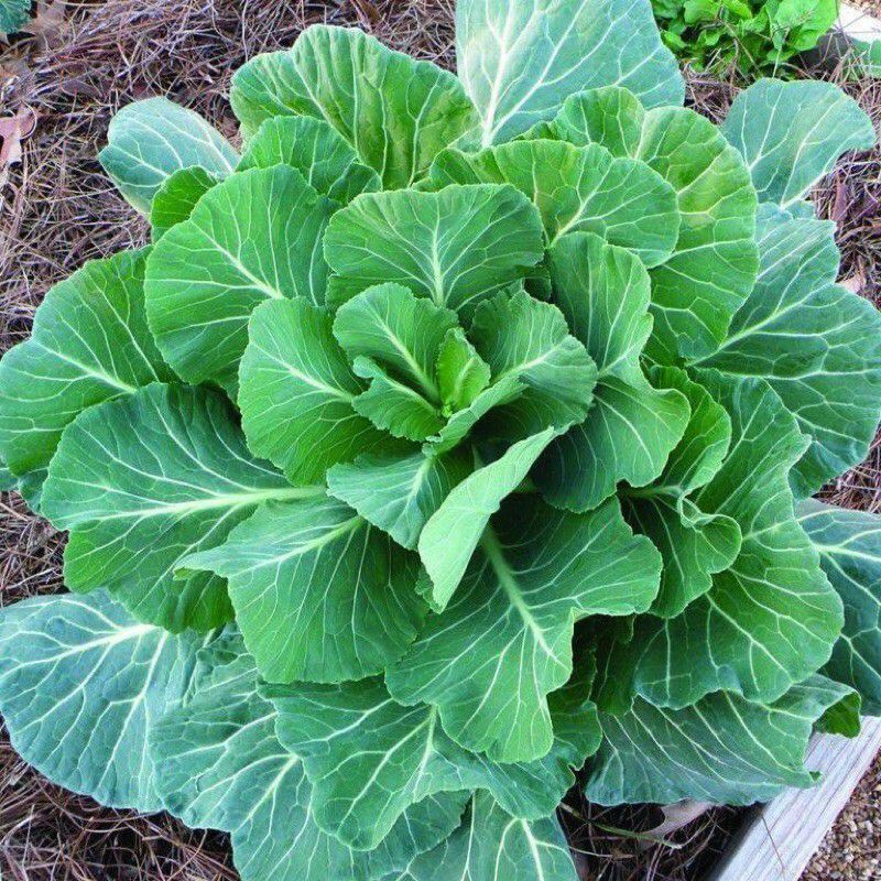 Hạt giống Kale Tree Vate F1 Nhập Khẩu