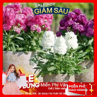Hạt giống hoa hoàng anh - 50 hạt / gói