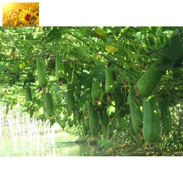 Hạt Giống Bí Đao Xanh Cao Sản  - Dễ Trồng, Mát, Ngọt, Bổ Dưỡng - MUA 3 TẶNG 1 CÙNG LOẠI