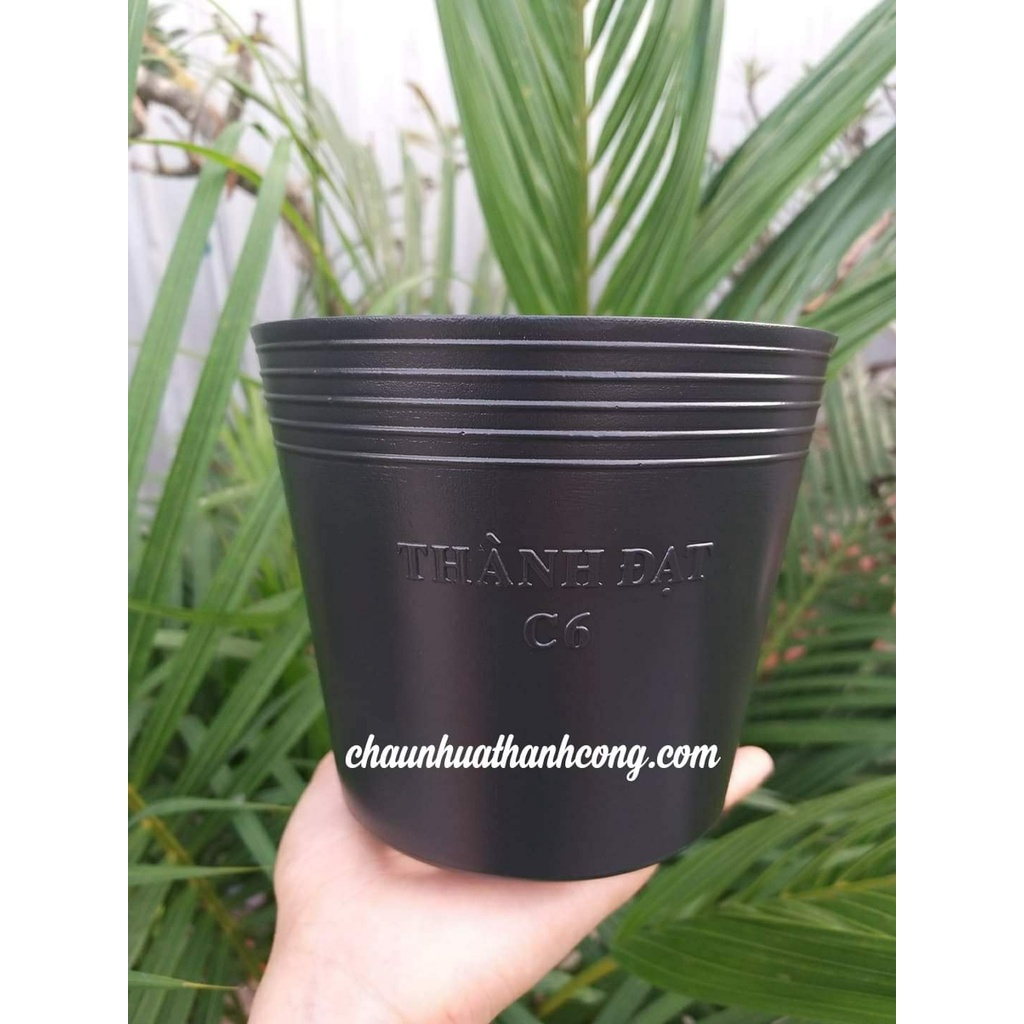 Combo 50 Chậu nhựa đen C6  loại tốt, trồng cây dày dặn