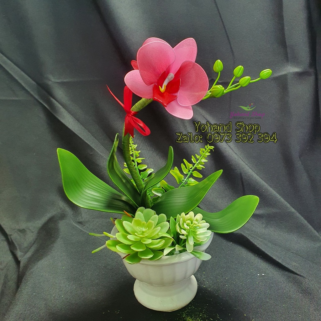 Chậu hoa Lan Hồ Điệp nhỏ trang trí bằng vải voan
