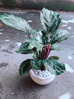 Chậu Đuôi Công Xanh Tím