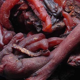 Mủ gòn 1kg