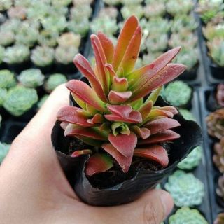 SEN ĐÁ TỨ PHƯƠNG