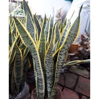Cây 🌲 Lưỡi hổ cao
