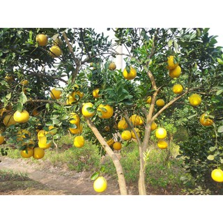 Cây giống bưởi diễn quả vàng trái ngọt chuẩn giống