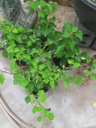 cây hoa giấy màu đỏ